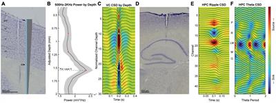 Visual cortical LFP in relation to the hippocampal theta rhythm in track running rats